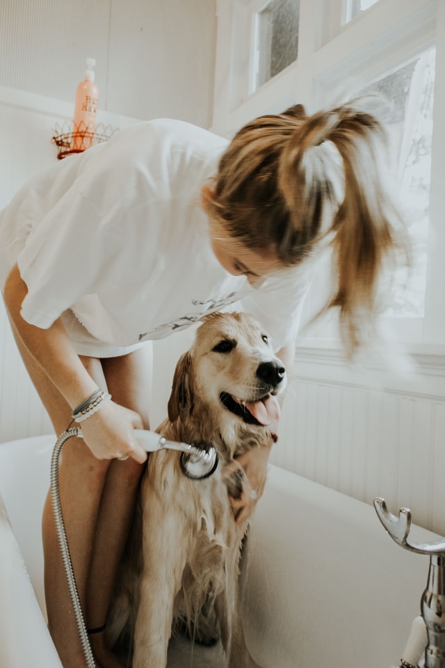 Photo of woman giving dog a bath